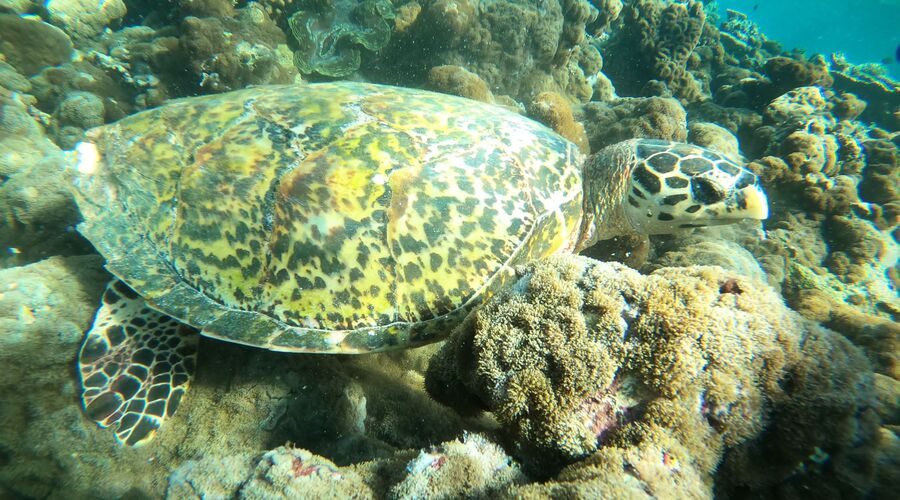 Maxi Her şey Dahil Sharm Turu Vizesiz Ramazan Bayramı Özel